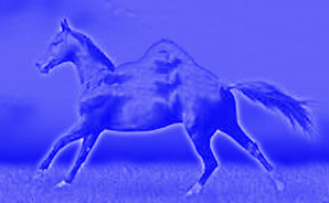 horsecamel